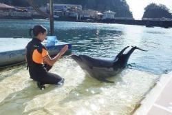 子どもの夢応援企画：イルカの飼育員　下田海中水族館・米良さん
