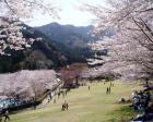 【桜・見ごろ】松阪市森林公園