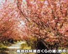 【桜・見ごろ】高地谷林道桜の道