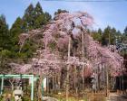 【桜・見ごろ】愛蔵寺の護摩桜