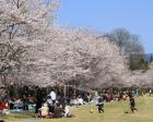 忠元公園桜まつりウィーク2024