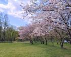 【桜・見ごろ】秋ヶ瀬公園