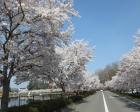 庄原上野公園 桜まつり