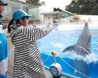 九十九島水族館海きららでイルカトレーナーになろう！＠長崎県