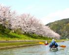 Sakura Kayak 弓ヶ浜さくらツアー
