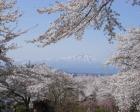 紫波城山桜ウィーク