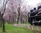 【桜・見ごろ】桜山公園の約800本の桜