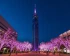 福岡タワー 桜イルミネーション点灯