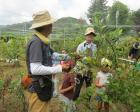 夏休みスペシャル企画☆武蔵五日市でブルーベリー収穫体験