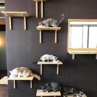 猫カフェ 猫喫茶 空陸家　松本店