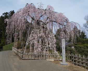 土橋のおかめ桜