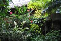 板橋区立熱帯環境植物館（ねったいかん）