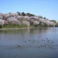 神奈川県立三ツ池公園