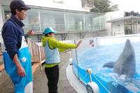 九十九島水族館海きららでイルカトレーナーになろう！＠長崎県