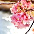 ２月の終わりに伊豆の河津桜をみに3...