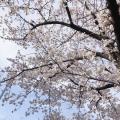 桜の季節はお花見が楽しめます。近く...