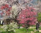 春…桜🌸が満開｡今年は、コロナも少...
