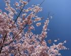 桜とチューリップが綺麗でした🌸