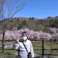 2022年4月17日、悠久山へ桜を...