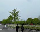 国営昭和記念公園のチューリップ
