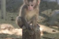 赤ちゃん猿が多くとても可愛かった！...