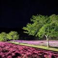 5月に芝桜ライトアップを見に行きました。