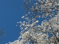 まだまだ蕾だけの桜の木があり、ソメ...