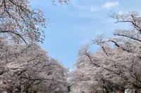 桜を見に訪問しました。