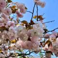 今年の桜🌸は、最高でした！今年は、...