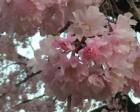桜の季節にはお花見も出来る公園です...
