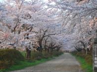桜並木がとても綺麗でした