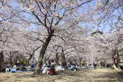 どうして日本人は桜が好きなの？