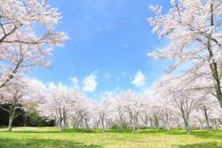 お花見で話したい桜雑学・なぜ開花予測にソメイヨシノを使うの？