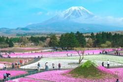 日本一の春に会いに行こう！「富士芝桜まつり」の見どころ