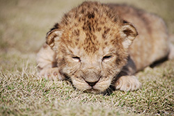 【100%癒し系】超かわいい赤ちゃん動物がいる動物園4選！