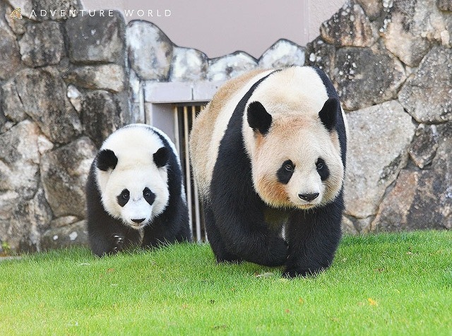 日本にいるパンダ全9頭を全網羅！　写真＆性格＆動物園も紹介