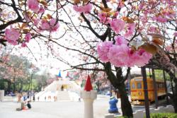【2022】東京都内・近郊お花見ができるおすすめ公園13選　無料も