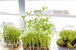 再生野菜「リボベジ」で驚きの発見　成長記録＆上手に育てる方法