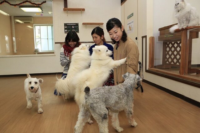 関東近郊の犬とふれあえる施設11選　動物園・テーマパーク併設も