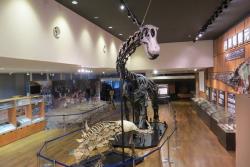 関西近郊の「恐竜博物館」4選　すべて子供300円以下の無料・格安