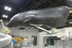 巨大クジラの内部が丸見え！　国立科学博物館に世界初の標本展示