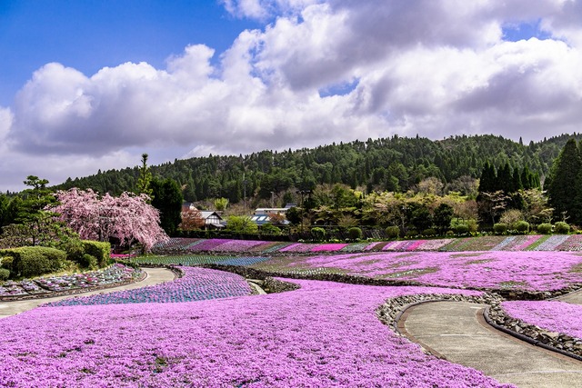 関西のおすすめ大規模「芝桜」スポット3選！　4月下旬～GWが見頃
