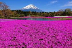 関東最大級「富士芝桜まつり」が2021も開催　名物グルメも堪能！