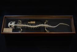 京都水族館で「巨大両生類」の特別展開催　骨格や体内も丸見え！