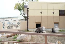 「周南市徳山動物園」に新展示多数　国内最大級のゾウエリアも！