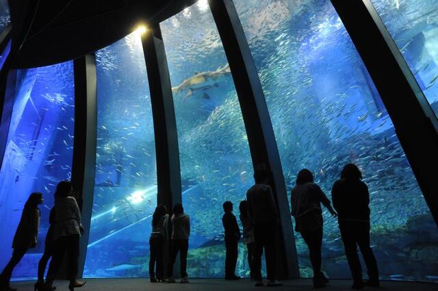 神奈川のおすすめ水族館6選　日本最大級＆人気＆穴場スポットも