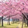 東京都内の「河津桜」おすすめスポット13選　名所＆人気公園厳選