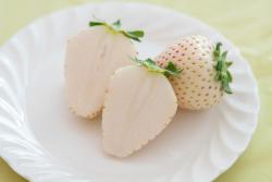 【栃木】白いちご「ミルキーベリー」が食べられるいちご狩り2選