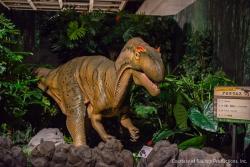 よみうりランドで恐竜展　ティラノ全身骨格＆本物化石にさわれる
