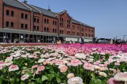 「横浜赤レンガ倉庫」で春イベント　入場無料で春の花々を満喫